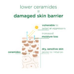 Simple Replenishing Skin Barrier Cream Cleanser - 150ml - Image 4